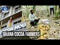 Ghana Cocoa Farmers And Their Challenges