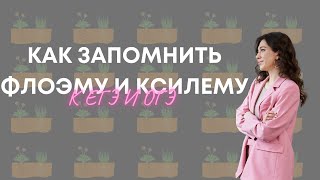 КАК ЗАПОМНИТЬ ФЛОЭМУ И КСИЛЕМУ К ЕГЭ И ОГЭ ПО БИОЛОГИИ