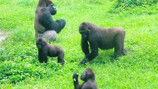 小金剛Jabali與Ringo吃飽吃滿Little gorillas Jabali and Ringo#金剛猩猩 #gorilla