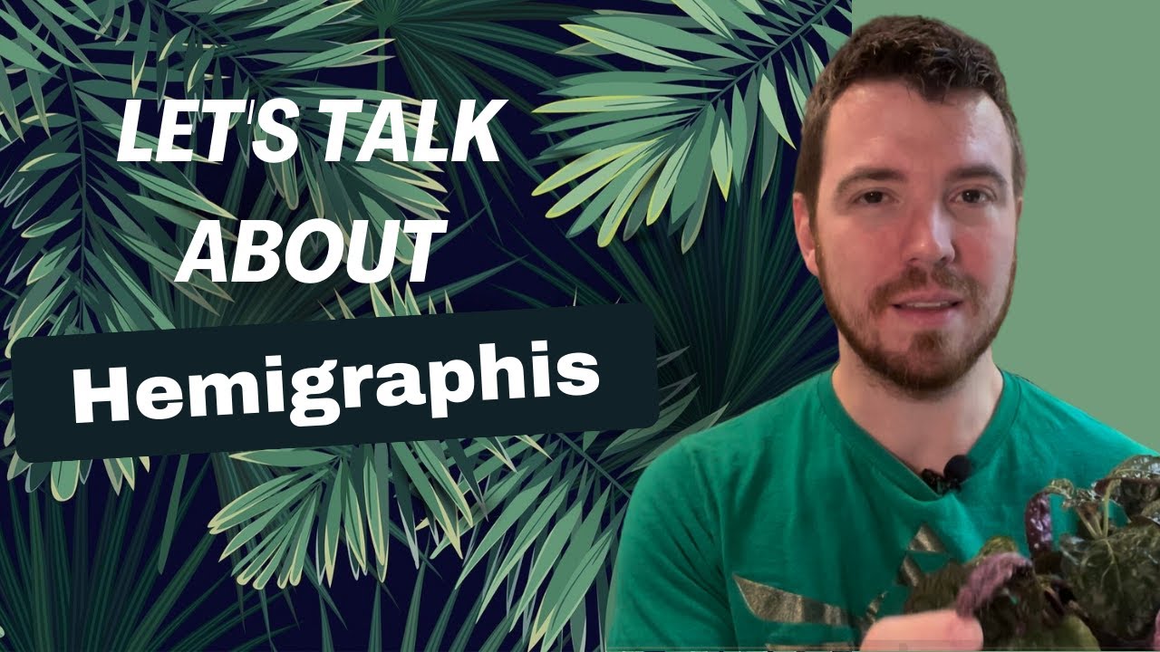 Let S Talk About Hemigraphis Youtube