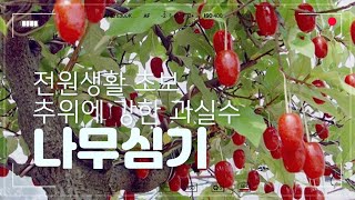 전원생활 초보--마당 조경 BIG PROJECT 제3탄 추위에 강한 과실수 심기 #전원생활#과실수#추위에강한과실수#마당조경