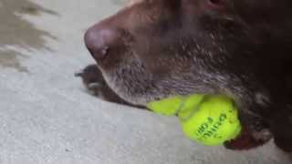 テニスボール３個くわえる犬  Dog hold three 　tennisballs