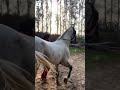 jodha u0026 dullah stallion at dana stud farm horse stallion abankhanvlogs horselover horseracing