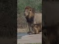 Male Lions drinking at James Watherhole in Kruger National Park @pksafaris