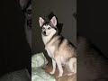 sapphie the pomsky haunts daddy at sapphie s hotel