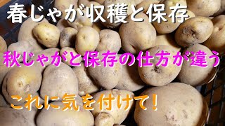 梅雨は収穫遅れに気を付けて！ 春じゃがいもの保存と秋じゃがの保存の違い