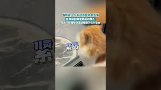 猫咪被主人关进浴室准备洗澡，在洗澡前做着最后的挣扎，网友：给猫咪洗澡就像要了它半条命……#猫猫的事情你少管 #猫咪的迷惑行为