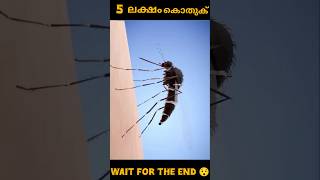 5 ലക്ഷം കൊതുക്|WAIT FOR THE END 😯