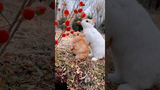 二隻可愛的兔子吃著草莓。Two cute rabbits eating strawberries.。イチゴを食べる 2 匹のかわいいウサギ。#萌寵