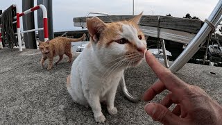 漁港で出逢った沢山の野良猫が愛くるしいのでナデナデ＆モフモフ