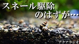 【アクアリウムラジオ】キラースネールがまさかの大増殖！思わぬデメリット