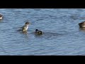 コガモ ◆学名 anas crecca の鳴き声。冬の渡り鳥