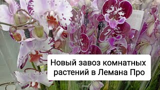 Новый завоз комнатных растений в Лемана Про