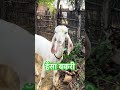 hansa female goatlovers animal goat status shortvideo goatfarming forsale jai happy hansa jamunapari