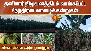 தனியார் நிறுவனத்திடம் வாங்கப்பட்ட நேந்திரன் வாழைக்கன்றுகள்;வளராமல் போனதால் விவசாயிகள் கடும் ஏமாற்றம்