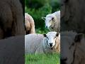 Sheep #shorts #shortvideo  #animal #sheep #thegioidongvat #movieanimals @Animal-5.0