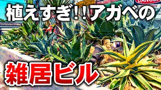 【ドライガーデン通信】アガベ植えすぎた男の末路 2024年春のドライガーデン通信！！ No.119