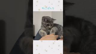 両手ねこぱんち