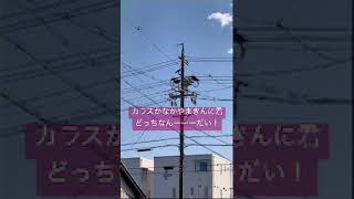 カラスかなかやまきんに君、どっちなんーーーだい！！笑 #カラス #なかやまきんに君 #パワー