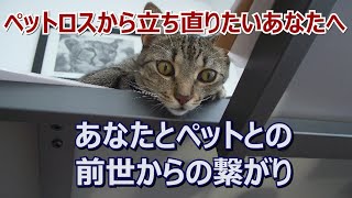 あなたに知って欲しいこと第2弾。他界した我猫からのメッセージで知った、ペットとの前世からの深いつながり。私たちとペットの関係は私たちが思っている以上に深い、という真実のお話です。