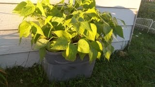 Bush Beans In Self Watering Container-The Wisconsin Vegetable Gardener Straight to the Point