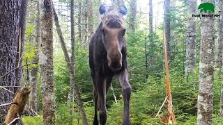 Tall Moose - White Mountains, NH