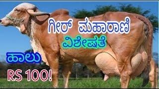 ಗೀರ್ ಹಸು ಸಾಕಾಣಿಕೆ ಮಾಹಿತಿ /ಲಾಭದಾಯಕ ಹೈನುಗಾರಿಕೆ #girCattleBreed#Hainugarike#karnataka