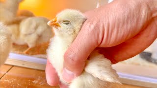 Chick passes out