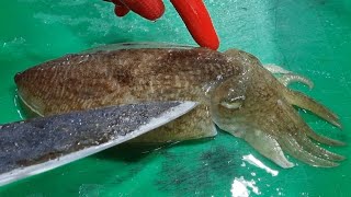 [갑오징어 회뜨기 달인!] 갑오징어 최고의 손질법. Korean street food - Cuttlefish.