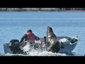 Sea lion nearly capsizes boat as it flees from hungry orcas