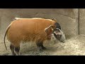 【猪】アカカワイノシシの生態〜アフリカに生きる世界一美しいイノシシ〜（red river hog）