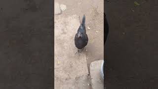 இதெல்லாம் ஒரு வாழ்க்கை 😂😂😂😂😂 #funny_chicken #kozhi_koothugal #vairalvideo #trending