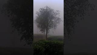 Misty Vagamon | മഞ്ഞിൽ കുളിച്ചു വാഗമൺ