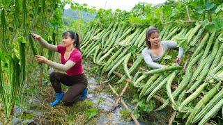 Harvesting Japanese Luffa, Big-Footed Chicken... Goes To Countryside Market Sell / Ly Tieu Toan