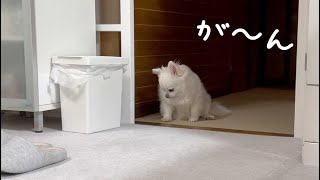 ママの外出に気付いた瞬間！この世の終わりのように落ち込む犬...