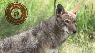 The American Red Wolf | Fossil Rim Wildlife Center