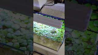 浮萍怎麼養好？養浮萍水草就三個簡單條件，為魚缸增加自然感#浮萍 #養魚日記 #水族 #水草