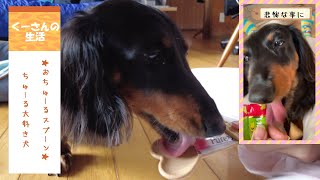 ワンチュールをそのまま食べると悲惨な事になる愛犬に「おちゅ～る元」のちゅーるスプーン使ってみた！【ミニチュアダックスフンド】