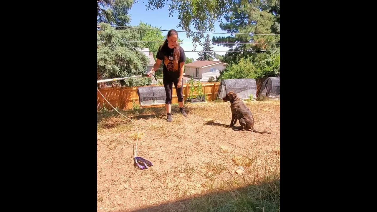 Flirt pole for dogs! A fun game that incorporates exercise, training and engagement.