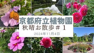 【風景と自然】京都府立植物園 #1　秋晴お散歩　秋バラとコスモス 2024年11月4日　 gardens on a clear autumn day