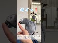 【遊び】インコとあっち向いてホイっ❗️可愛い声にご注目 shorts おしゃべりインコ ヨウム めいちゃん あっち向いてホイ インコと遊ぶ 鳥