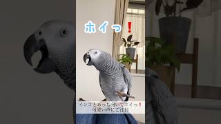 【遊び】インコとあっち向いてホイっ❗️可愛い声にご注目#shorts #おしゃべりインコ #ヨウム #めいちゃん #あっち向いてホイ #インコと遊ぶ#鳥