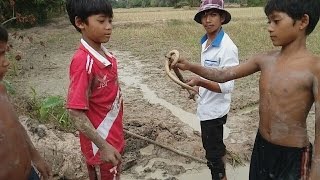 Amazing Catch Eels - Catch Eels in The Mud - Catch Eels in Cambodia #03