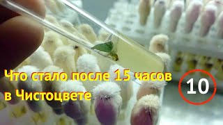 [10] Наконец-то побороли серую гниль! Результаты опыта №6 и запуск  опыта №7