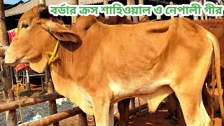 ইন্ডিয়ান বর্ডার ক্রস  শাহিওয়াল ষাড় কালেকশান।।০৭/১২/২০২৪।।