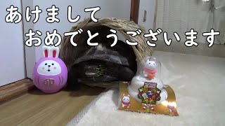 【クサガメ】もじおより新年のご挨拶【セキセイインコ】