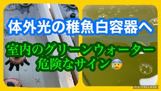 ふじやんメダカ　体外光の稚魚を白容器に　室内のグリーンウォーター危険なサイン😰