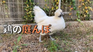 庭で神々しく光るウコッケイのぼんじり【87日目】