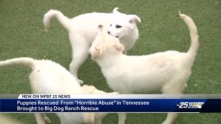 Dozens of dogs brought to Big Dog Ranch Rescue, saved from 'worst abuse case'