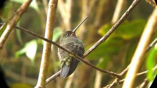 Near-endemic White-tailed Hillstar - Urochroa bougueri - Montezuma, W Andes